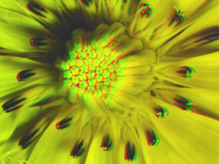 Sárga virág közeli felvétele Közeli felvétel egy sárga virágról, zöld középponttal és sárga szirmokkal.