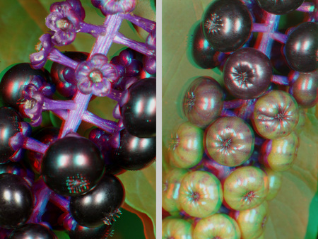 Növény termése különböző érettségi állapotú bogyókkal, sztereoszkópikus hatással.