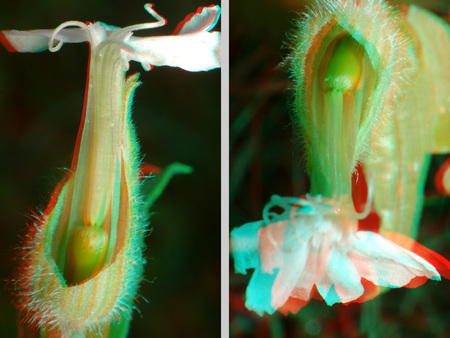 Közeli felvétel egy virágról, 3D hatással, részletes növényi struktúrák.