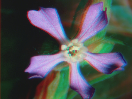 Színes virág rózsaszín szirmokkal és fehér porzókkal, természetes háttérrel