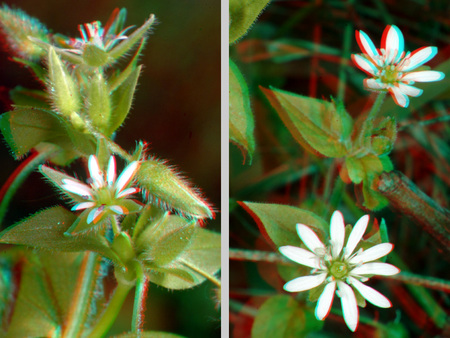 Két különböző nézetben látható fehér virágok, 3D hatással.