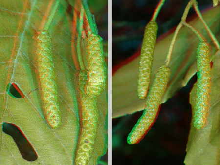 3D hatású kép nyírfa barkákkal és levelekkel, anaglyph stílusban.