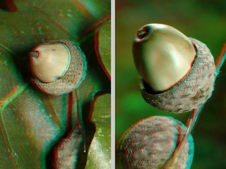 Két makkok láthatók egy faágon, 3D hatású képként megjelenítve.