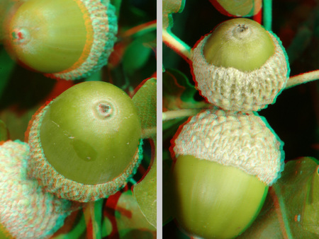 Két zöld makk látható 3D hatású képen, természetes környezetben.