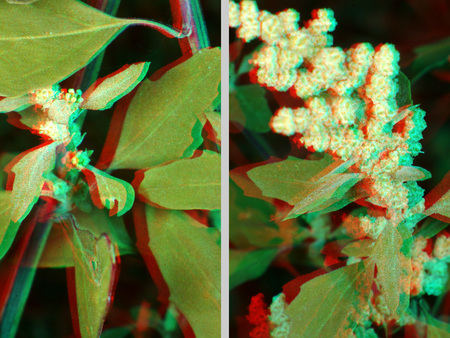 Egy növény levelei és virágai 3D hatású képként jelennek meg, anaglif stílusban.