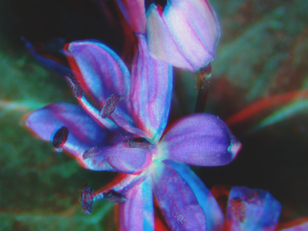 Egy virág makro felvétele, 3D hatású színes szűrővel ábrázolva.