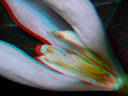 Közeli felvétel egy virágról, 3D hatású színes szűrővel.