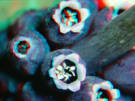 Közelről látható áfonya gyümölcsök, részletesen mutatva a gyümölcsök szerkezetét.