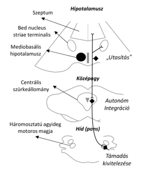 Az agy különböző részei és kapcsolatai láthatók, amelyek a támadás kivitelezéséhez vezetnek.