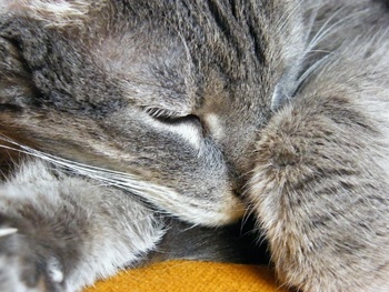 Közelről fotózott alvó macska, amely békésen pihen.