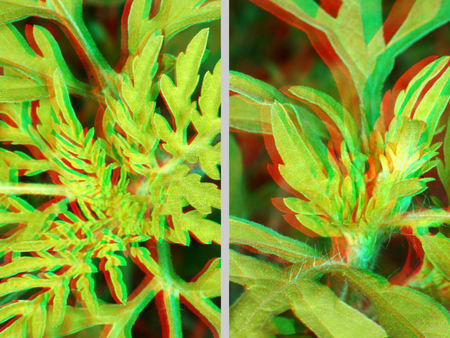 Növény levelei anaglif 3D hatással, zöld és piros színekben.