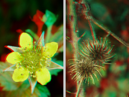 Anaglif 3D kép, bal oldalon sárga virág, jobb oldalon bojtorján termés látható.