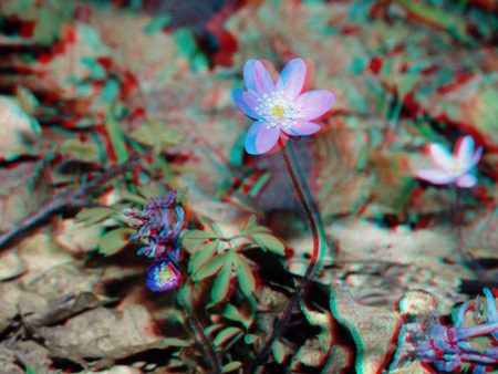 Anaglif technikával készült 3D kép, amely egy erdei virágot ábrázol, színes háttérrel.