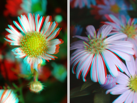 Anaglif 3D virágok Két különböző virág anaglif 3D hatással, piros-kék színekkel.