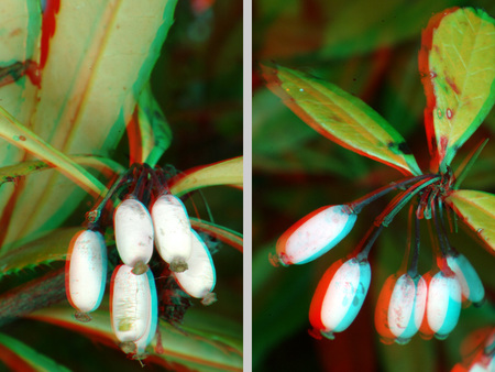 Két növény fehér bogyókkal és zöld levelekkel, anaglif technikával készült kép, 3D hatás.