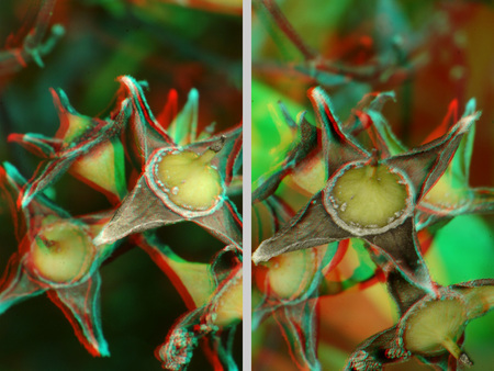Anaglif 3D technikával készült fotó, amelyen egy növény termései láthatók.