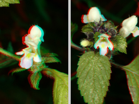 Két különböző virág anaglif 3D technikával, piros-kék szemüveggel nézve térhatást kelt.