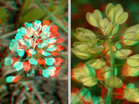Anaglif 3D technikával készült kép egy növényről, piros és cián szűrőkkel.