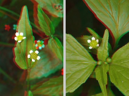 Két különböző nézetben apró fehér virágok láthatók zöld leveleken.