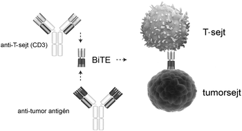 BiTE antitestek működése, T-sejt és tumorsejt kapcsolata, anti-T-sejt (CD3) és anti-tumor antigén feliratokkal.