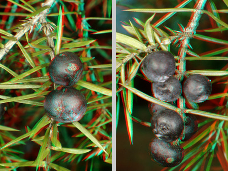 Borókabogyók láthatók egy 3D hatású képen, zöld ágakkal és bogyókkal.