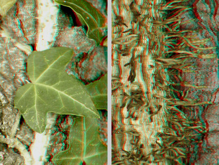 Borostyán növény levelei és gyökerei láthatók 3D hatású képen, természetes textúrával.