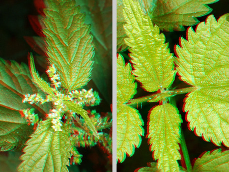 Csalán növény levelei és virágai láthatók 3D hatású képként.