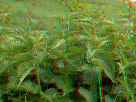 Csalán növények láthatók egy mezőn, zöld levelekkel és szárakkal.