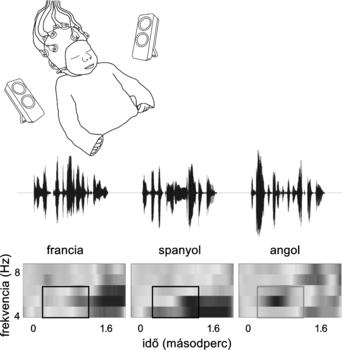Csecsemő EEG elektródákkal, hangszórókkal körülvéve, hanghullámok és spektrális diagramok francia, spanyol és angol nyelvű hangokkal.