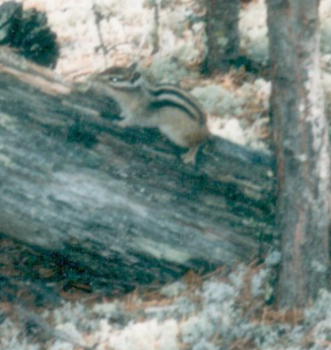 Csíkos mókus az erdőben egy fa törzsén Csíkos mókus ül egy kidőlt fa törzsén az erdőben, körülötte fák és aljnövényzet.