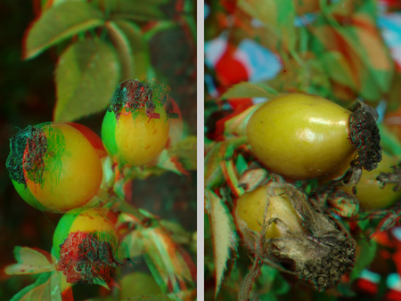 Két különböző nézetben látható csipkebogyók, 3D hatású képként megjelenítve.