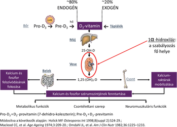 Diagram a D3-vitamin szintéziséről és hatásairól, kalcium és foszfor anyagcserével.