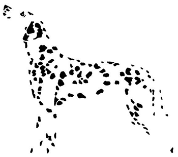 Dalmata kutya fekete foltokkal fehér háttéren A képen egy dalmata kutya látható, amelyet fekete foltok alkotnak fehér háttéren.