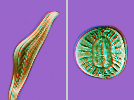 Két diatóma, egy hosszúkás és egy kerek alakú, lila háttér előtt látható.