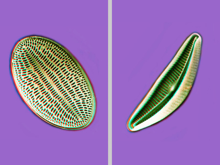 Két különböző formájú diatóma látható lila háttér előtt, mikroszkópikus felvétel.