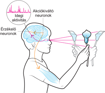 Az emberi agy idegi aktivitása, érzékelő és akciókiváltó neuronok szerepe a látás és mozgás folyamatában.