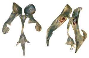 Emberi gége anatómiai modell különböző szögekből Emberi gége anatómiai modell, különböző részek számozva, két szögből látható.