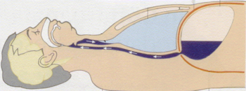 Emberi test keresztmetszeti ábrája, amely bemutatja a légzés folyamatát és a levegő útját a légcsőn keresztül a tüdőbe.