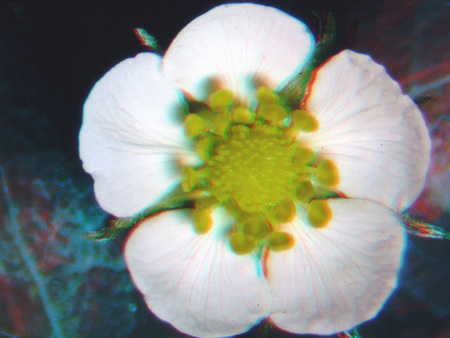 Epervirág közelről, fehér szirmokkal és zöld középponttal látható a képen.