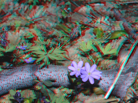 Erdei talaj különböző növényekkel és virágokkal, 3D hatású kép vörös és kék szűrőkkel.