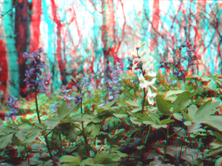 Erdei környezetben található virágok, 3D hatással.