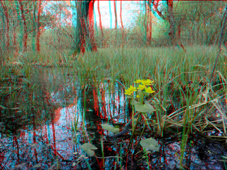 Erdei mocsár, amelyben sárga virágok nőnek, körülötte fák és növények.