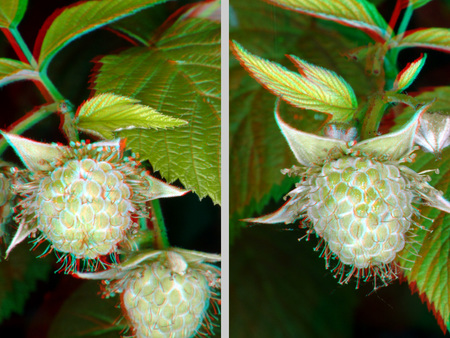 Két éretlen málna látható 3D hatású képként, zöld levelek között.