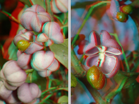 Euonymus europaeus, közönséges kecskerágó termései láthatók 3D hatású képen.