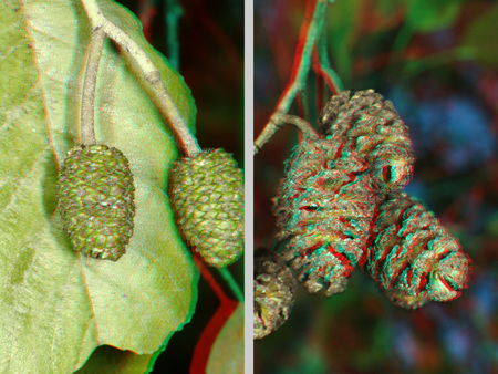 Kép egy fa terméseiről, bal oldalon zöld, éretlen termések, jobb oldalon barna, érett termések.