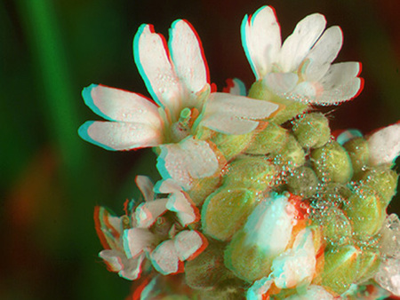 Fehér virág, amely 3D hatású megjelenítéssel van ábrázolva, makro felvétel.