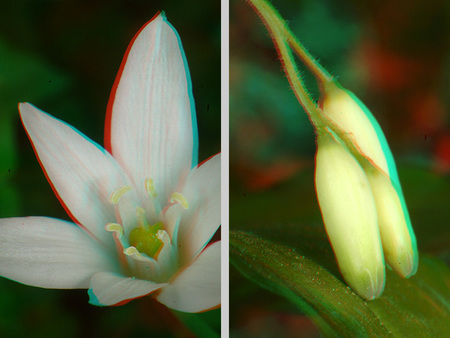 Fehér virág és két bimbó látható zöld háttérrel, természetes környezetben.