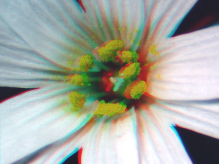 Közeli kép egy fehér virágról, amelynek középpontjában sárga porzók láthatók.