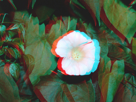 Fehér virág zöld levelek között, 3D hatással, természetes környezetben