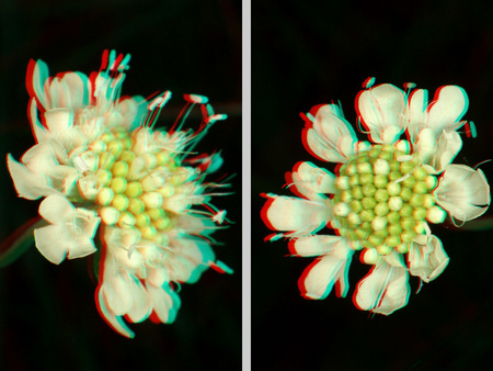 Két fehér virág látható anaglif 3D hatással, sötét háttér előtt.